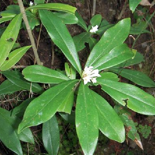 daphné papyracea, plante utilisée pour la fabrication artisanale du papier lokta